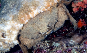 North Sulawesi-2018-DSC03555_rc- De Haans sponge crab - crabe eponge de Haans - Lauridronia dehaani 